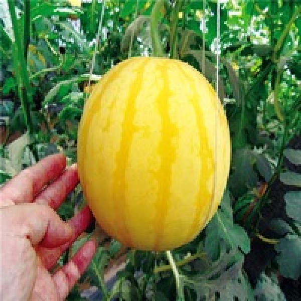 Omaxe Water Melon F1 Yellow King seeds